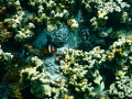   Anemone fish poking his head home. home  
